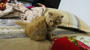 1-3 months Female Purebred Persian