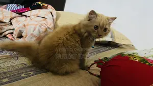 1-3 months Female Purebred Persian