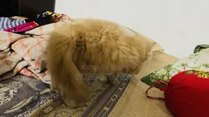 1-3 months Female Purebred Persian