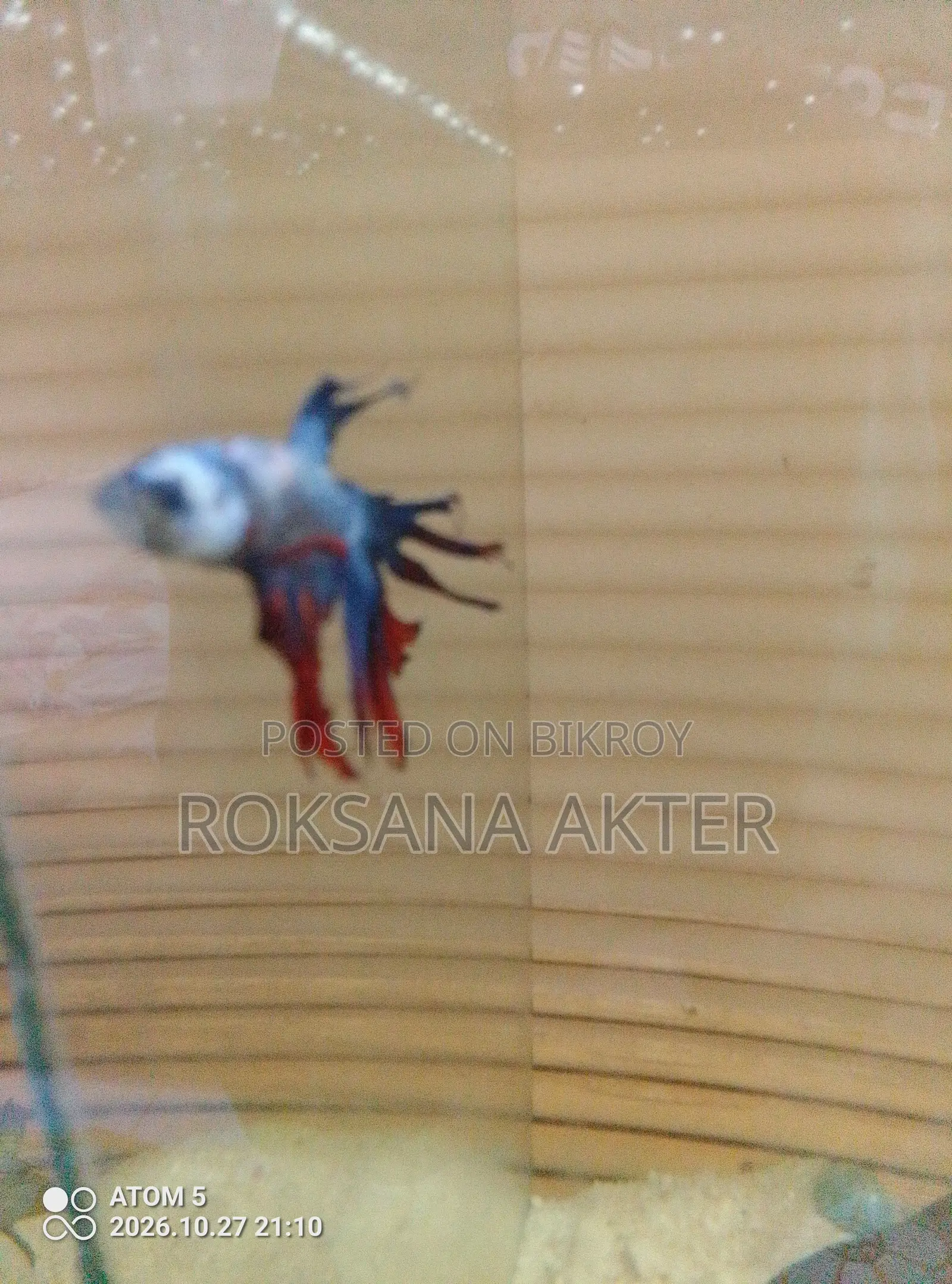 Blue Betta