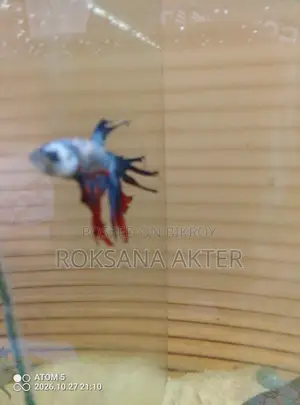 Blue Betta