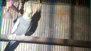 Cockatiel bird for sale