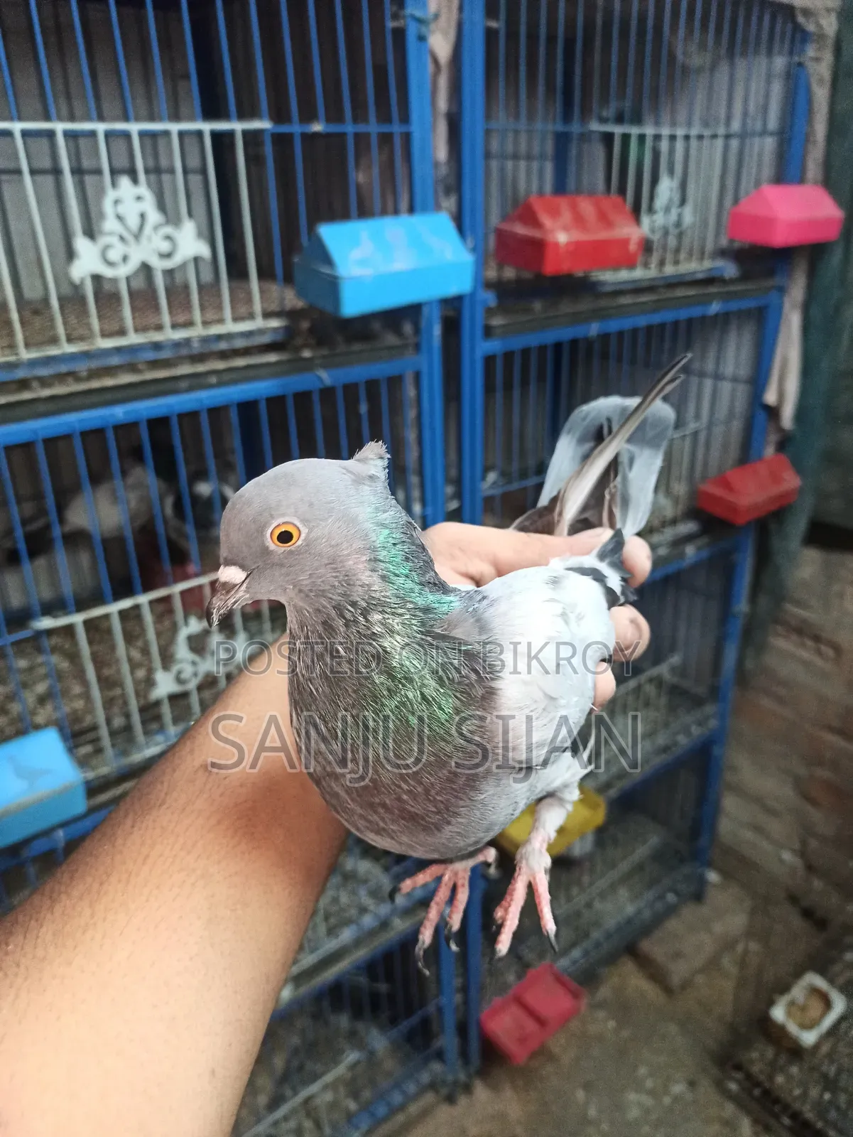 Pigeons for Sale