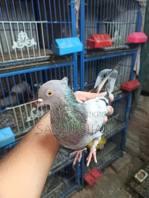Pigeons for Sale