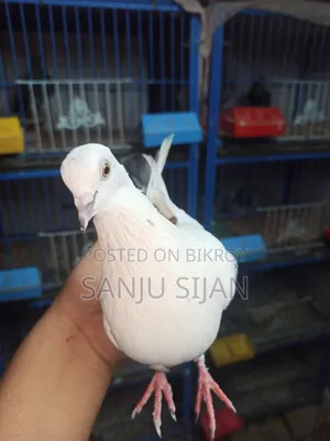 Pigeons for Sale