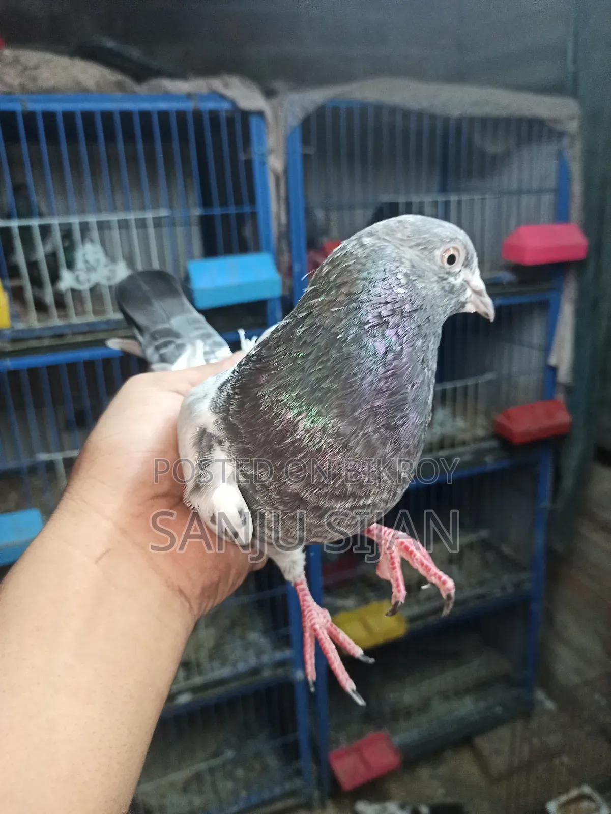 Pigeons for Sale