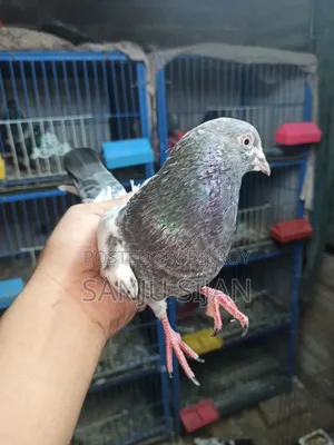 Pigeons for Sale
