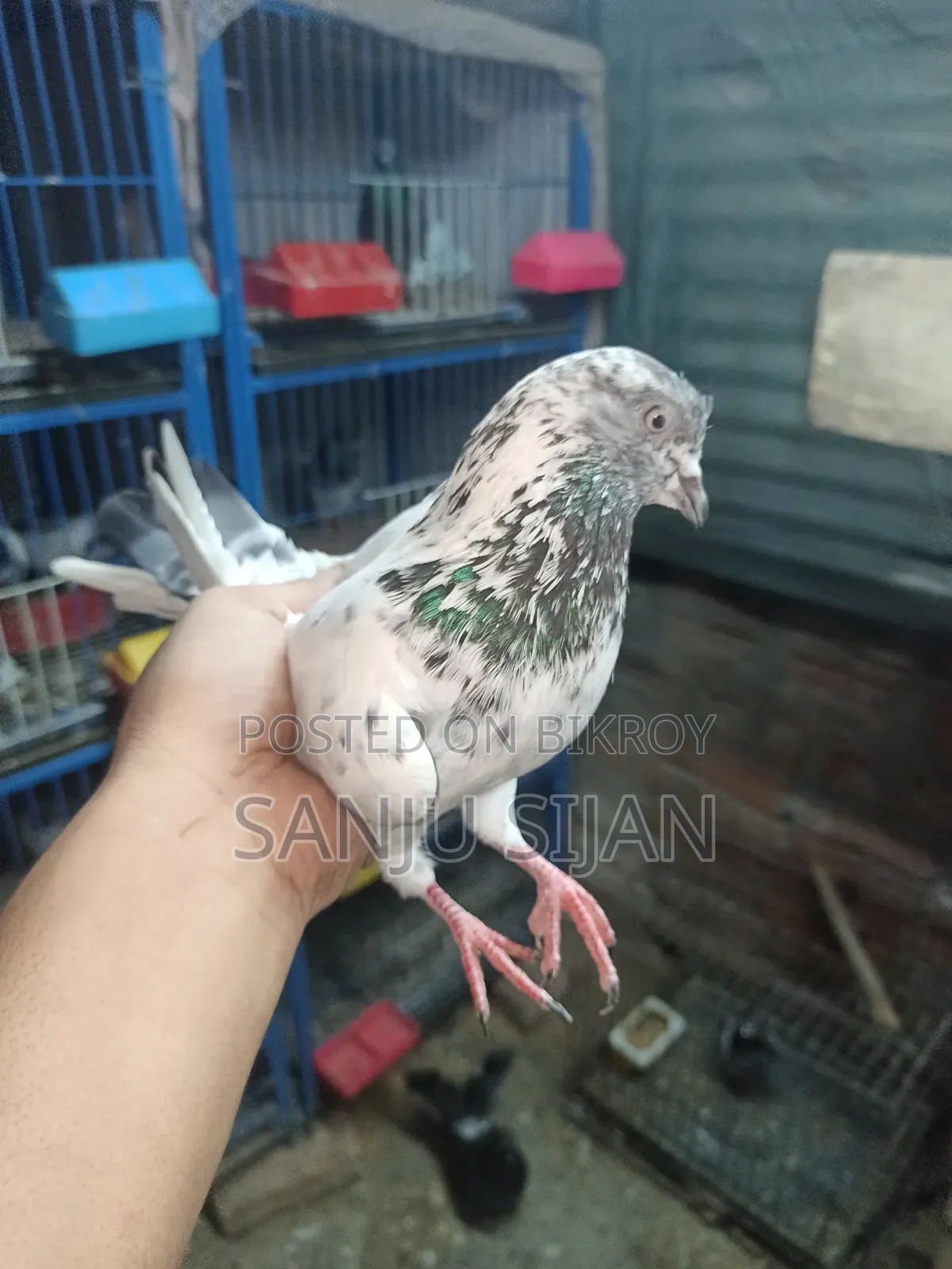 Pigeons for Sale