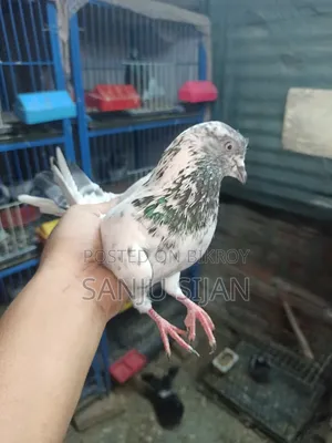 Pigeons for Sale