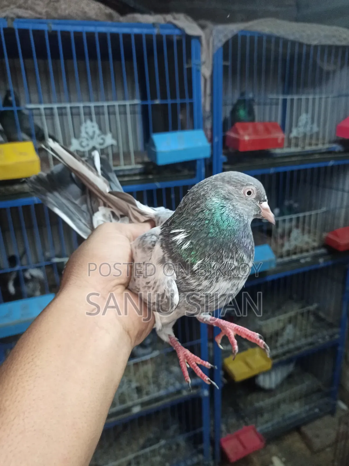 Pigeons for Sale
