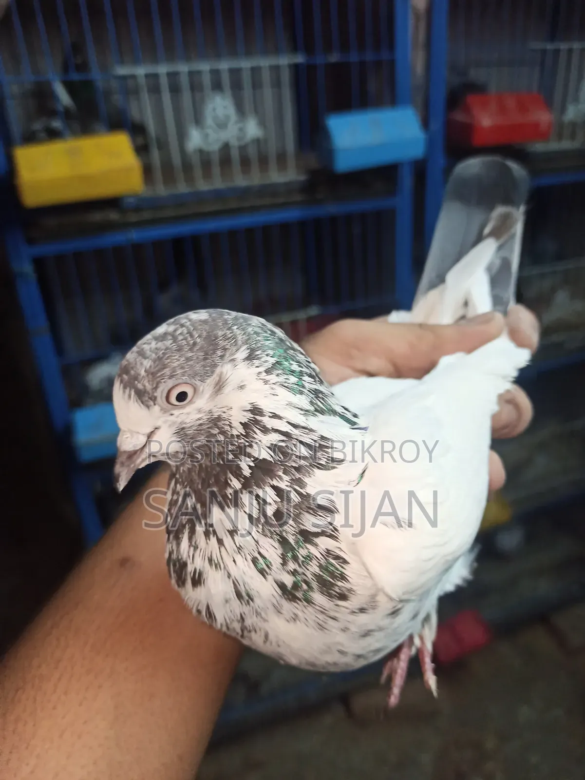 Pigeons for Sale