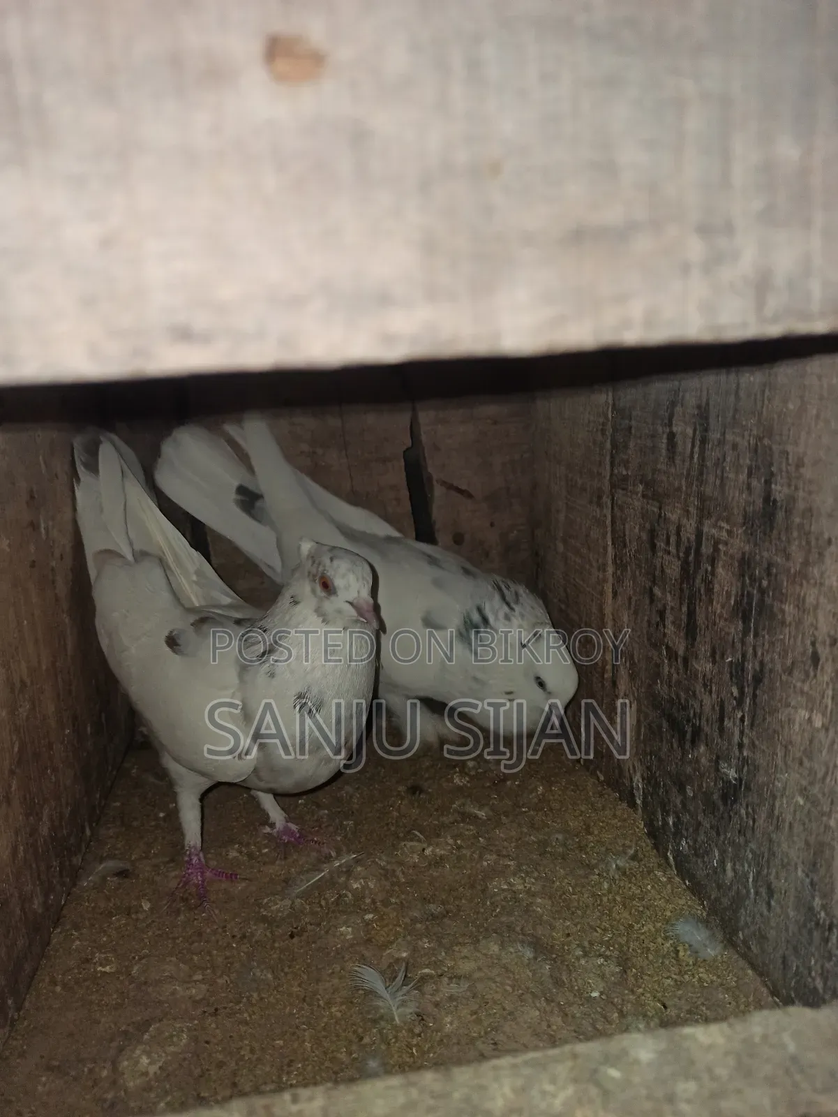 Pigeons for Sale