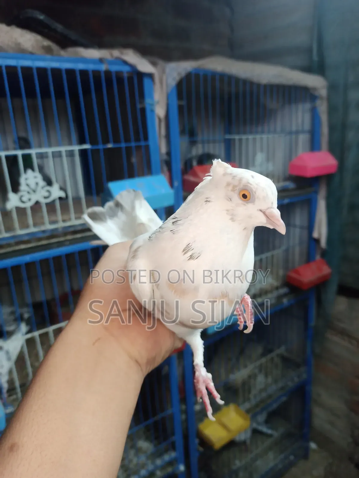 Pigeons for Sale