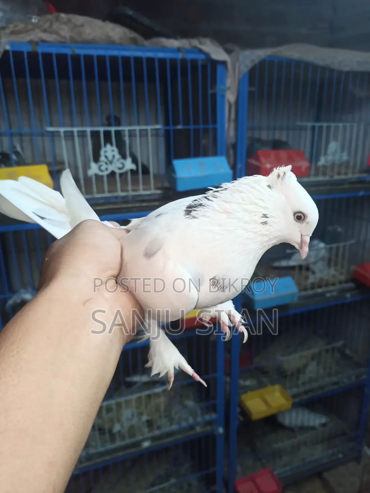 Pigeons for Sale