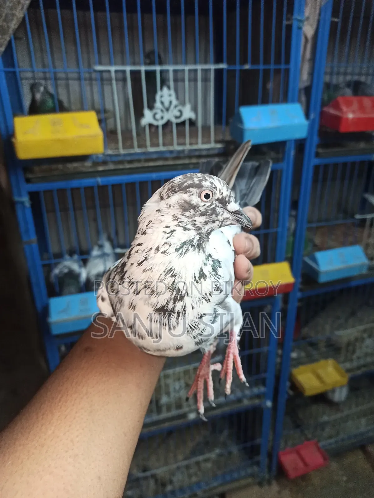 Pigeons for Sale