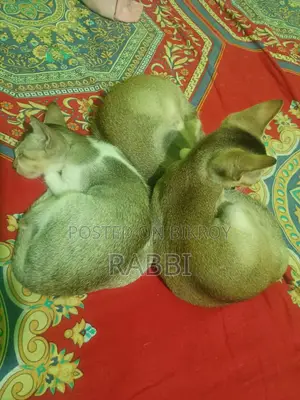 1-3 months Male Mixed Breed Bengal
