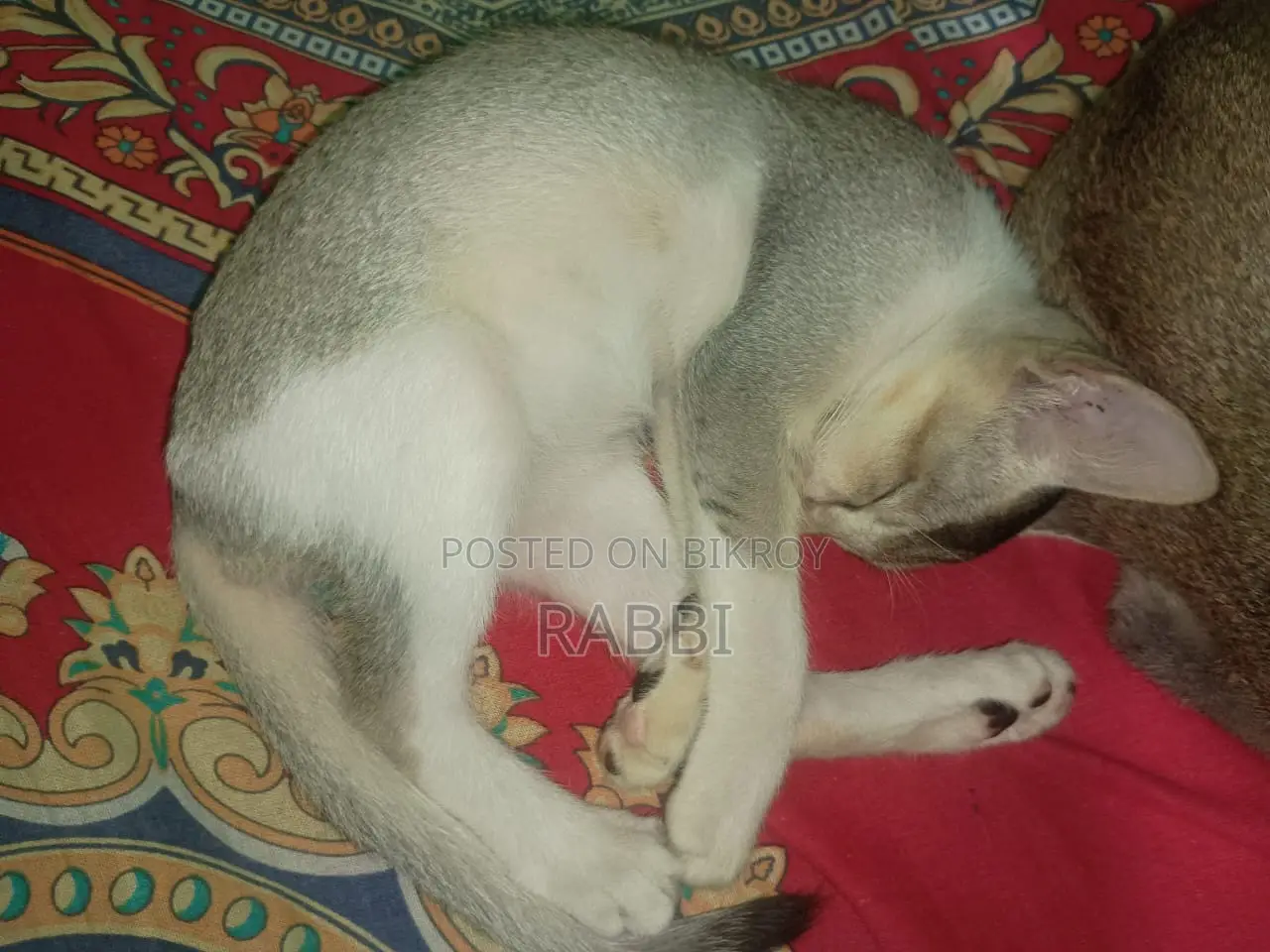 1-3 months Male Mixed Breed Bengal