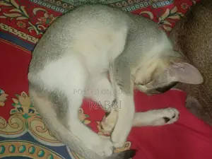 1-3 months Male Mixed Breed Bengal