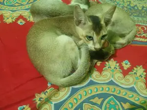 1-3 months Male Mixed Breed Bengal