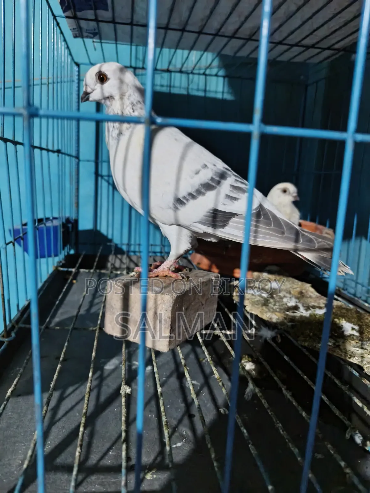 Damascene Pigeon Pair for Sale