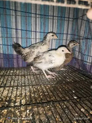 Deshi Chicken Chicks
