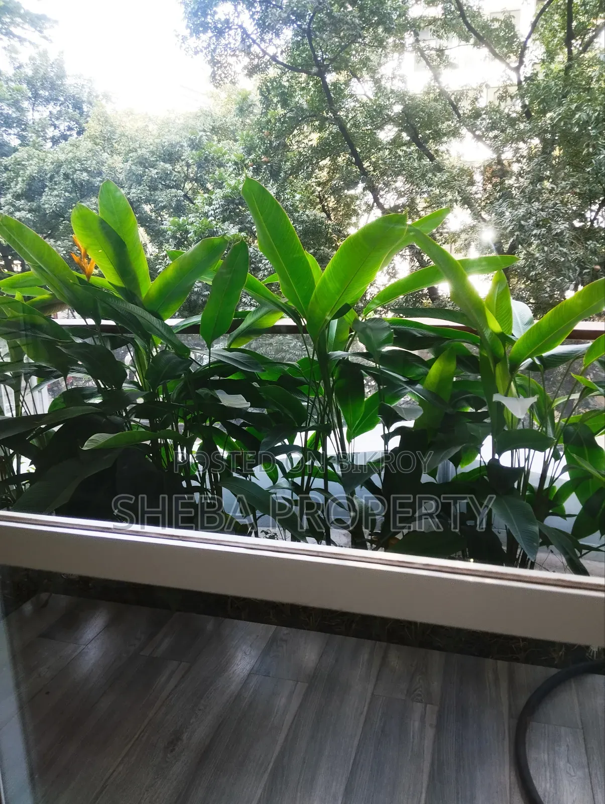 Furnished 4-Bedroom Apartment in Gulshan for rent