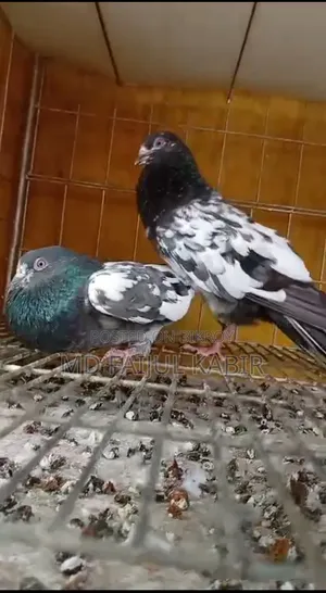 Pakistani China Master Pair
