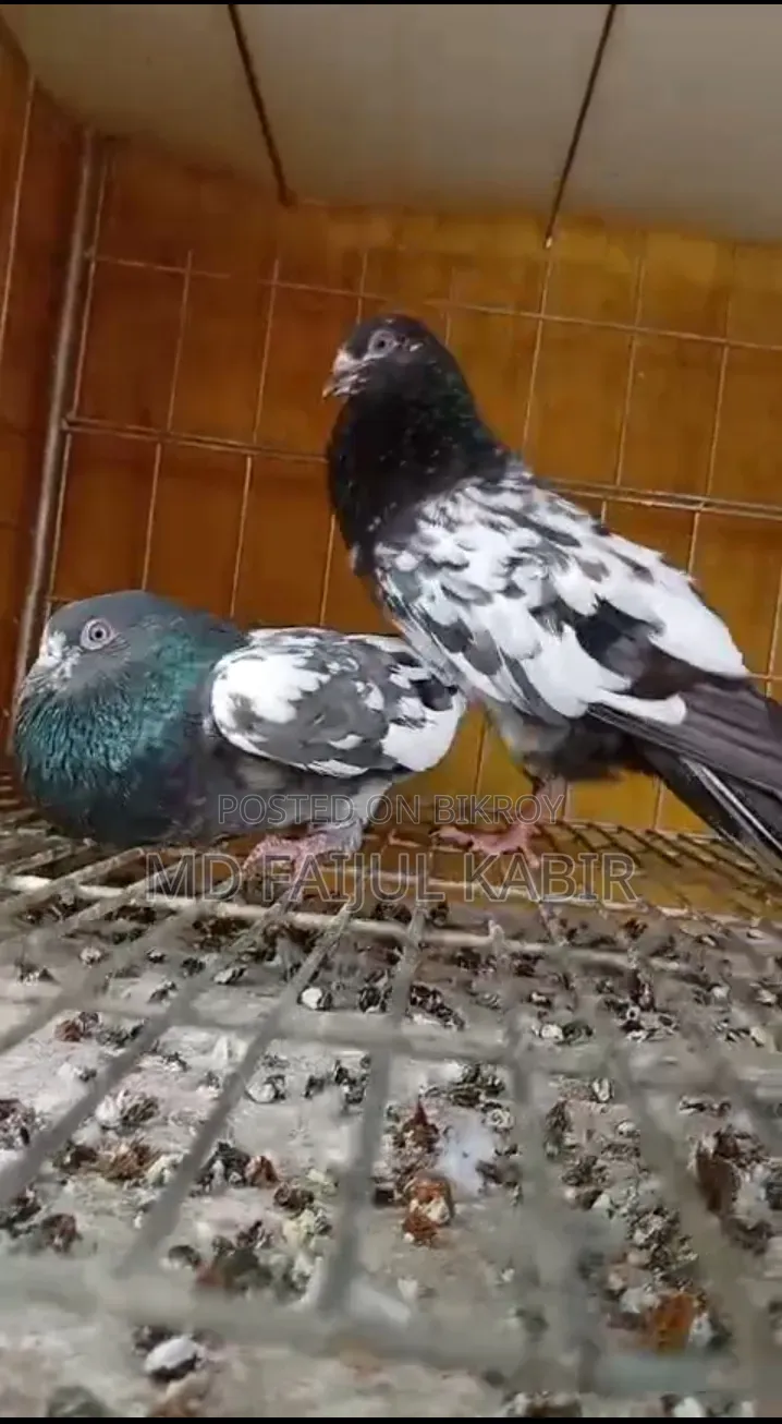 Pakistani China Master Pair