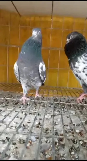 Pakistani China Master Pair