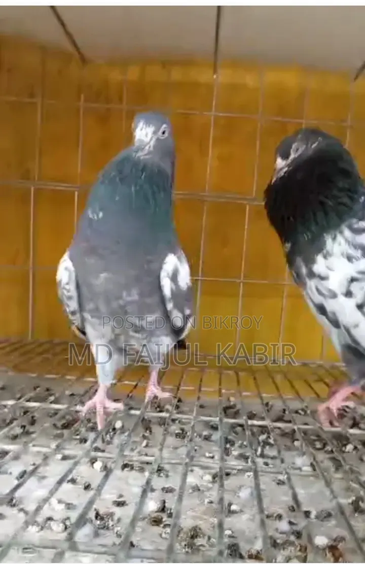 Pakistani China Master Pair