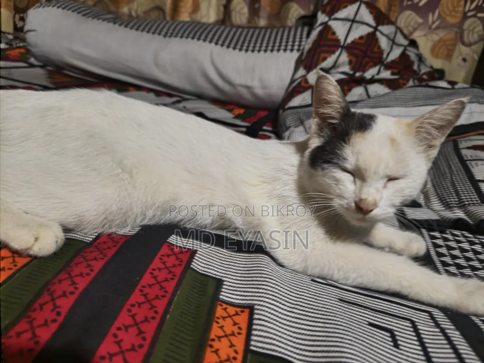 3-6 months Female Mixed Breed Bengal