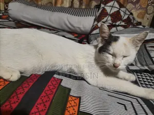 3-6 months Female Mixed Breed Bengal