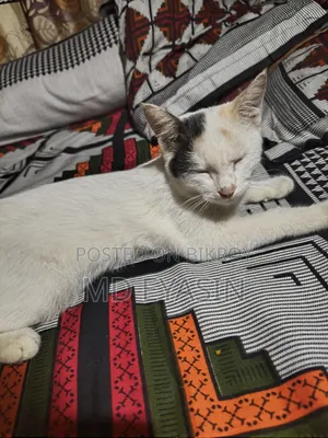 3-6 months Female Mixed Breed Bengal