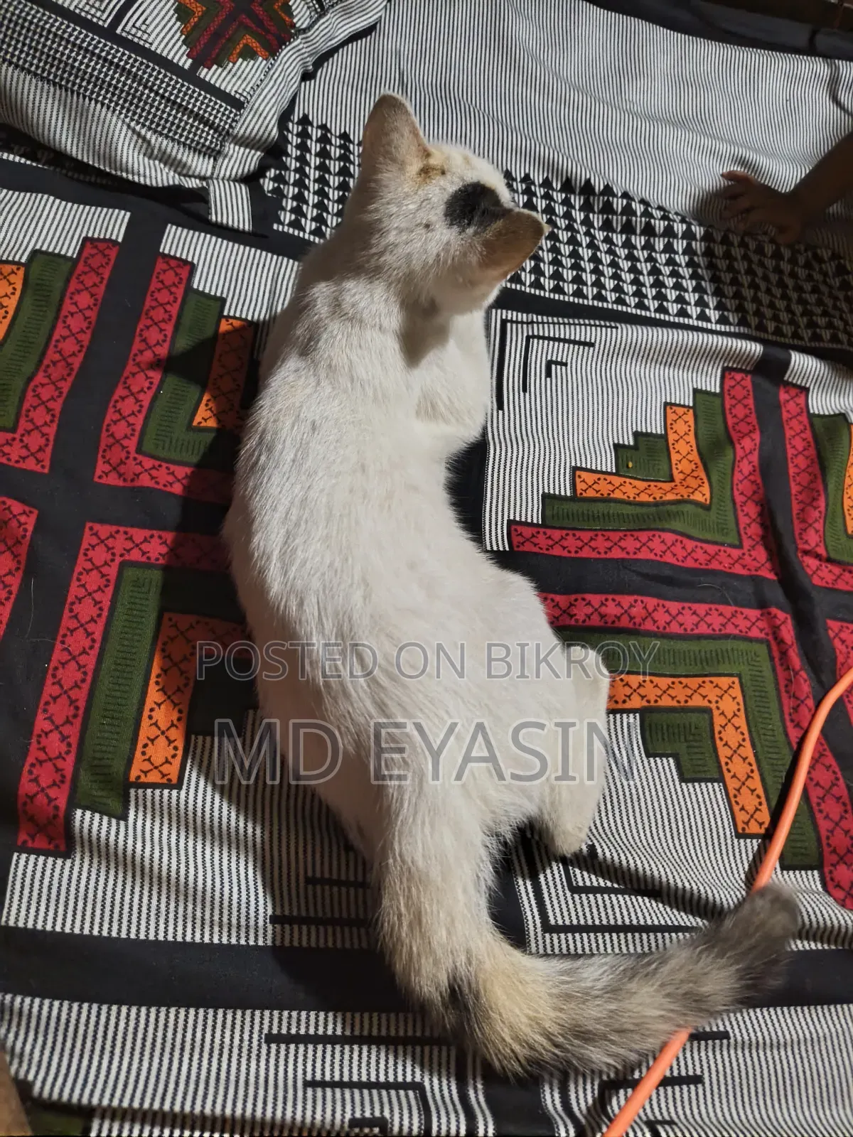 3-6 months Female Mixed Breed Bengal
