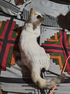 3-6 months Female Mixed Breed Bengal