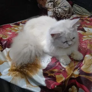 ৬-১২ মাস বয়সী মেয়ে পিউরব্রেড পার্সিয়ান