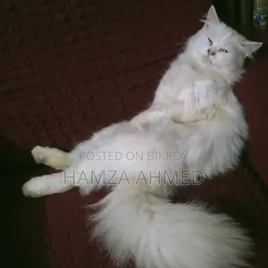 ৬-১২ মাস বয়সী মেয়ে পিউরব্রেড পার্সিয়ান