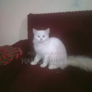 ৬-১২ মাস বয়সী মেয়ে পিউরব্রেড পার্সিয়ান