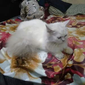 ৬-১২ মাস বয়সী মেয়ে পিউরব্রেড পার্সিয়ান