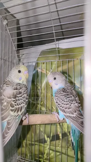 Budgies Baby Pair