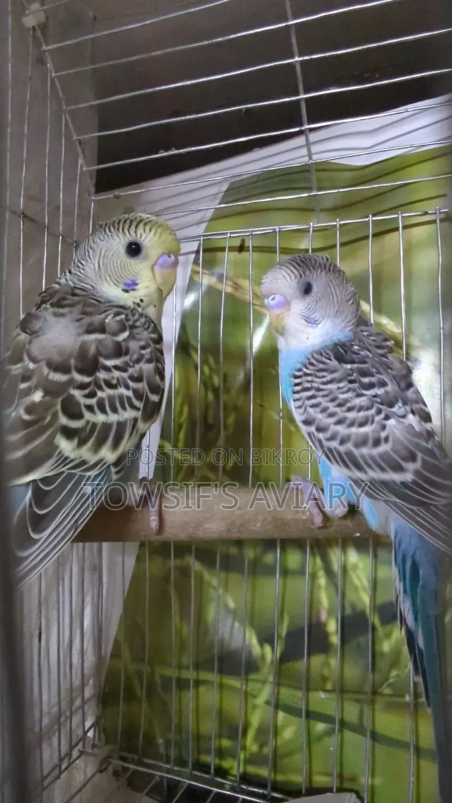 Budgies Baby Pair