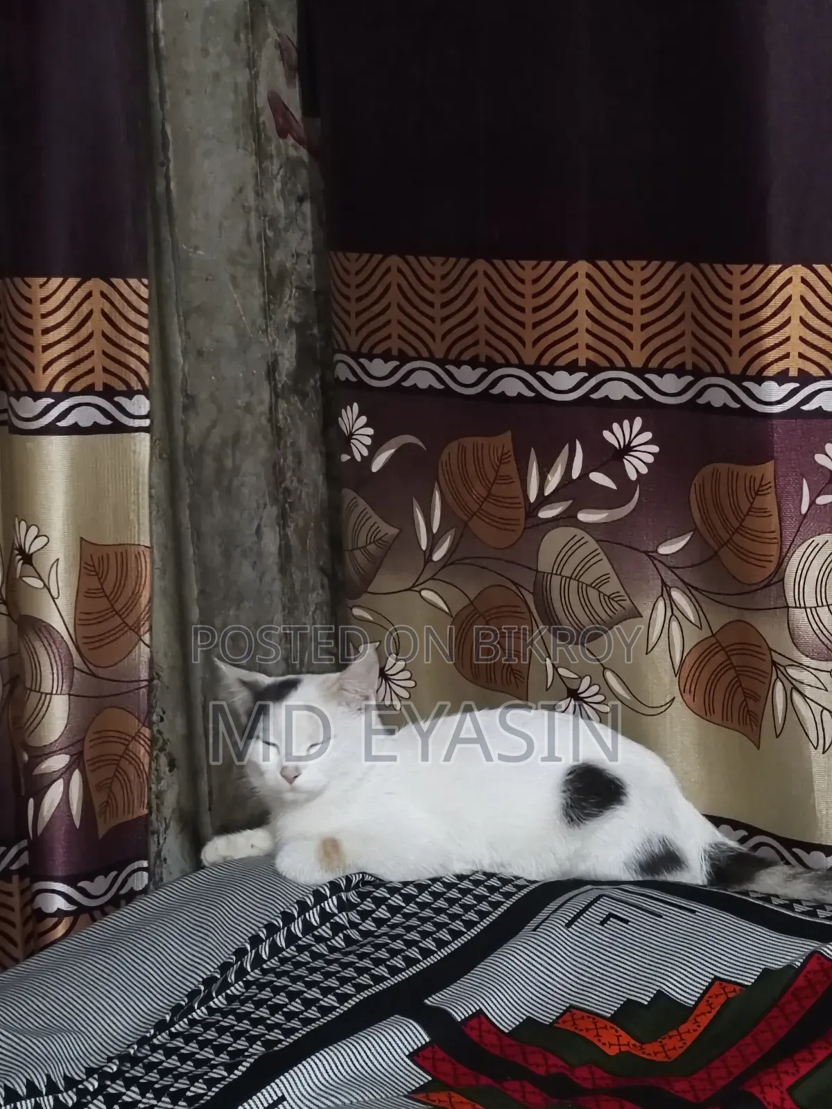 3-6 months Female Mixed Breed Bengal