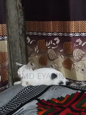 3-6 months Female Mixed Breed Bengal