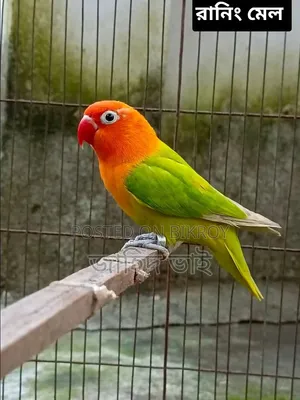 মেল লাভ বার্ড পাখি