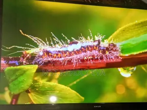 Singer 43 Inch Smart Tv7000GOTV Pure Sound