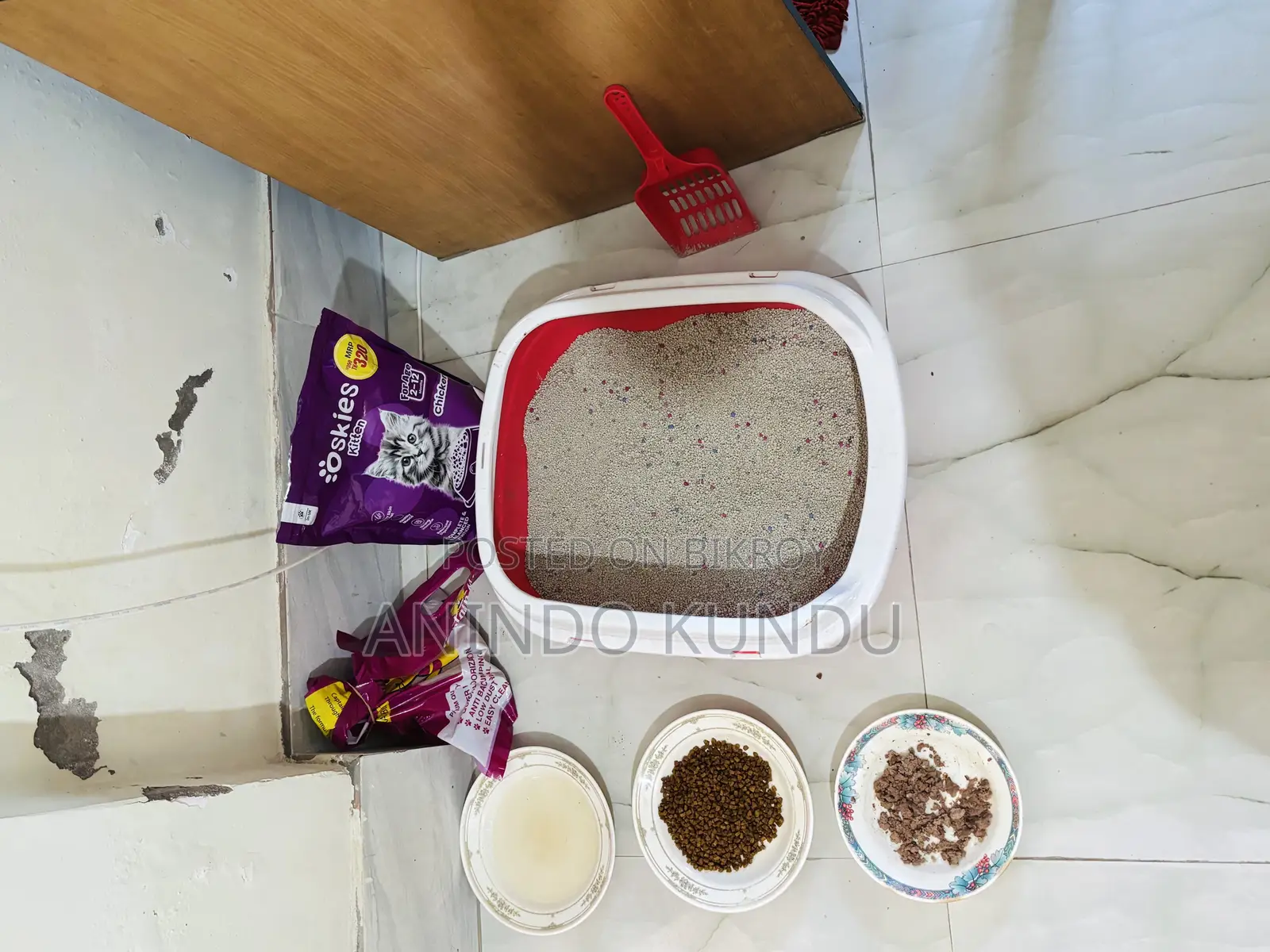 ৩-৬ মাসের মহিলা খাঁটি পার্সিয়ান