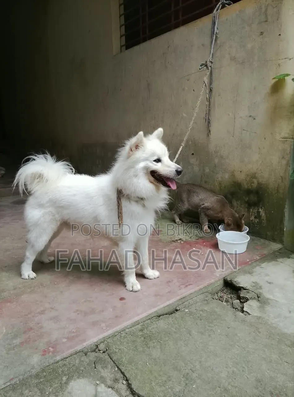 6-12 months Male Purebred Japanese Spitz