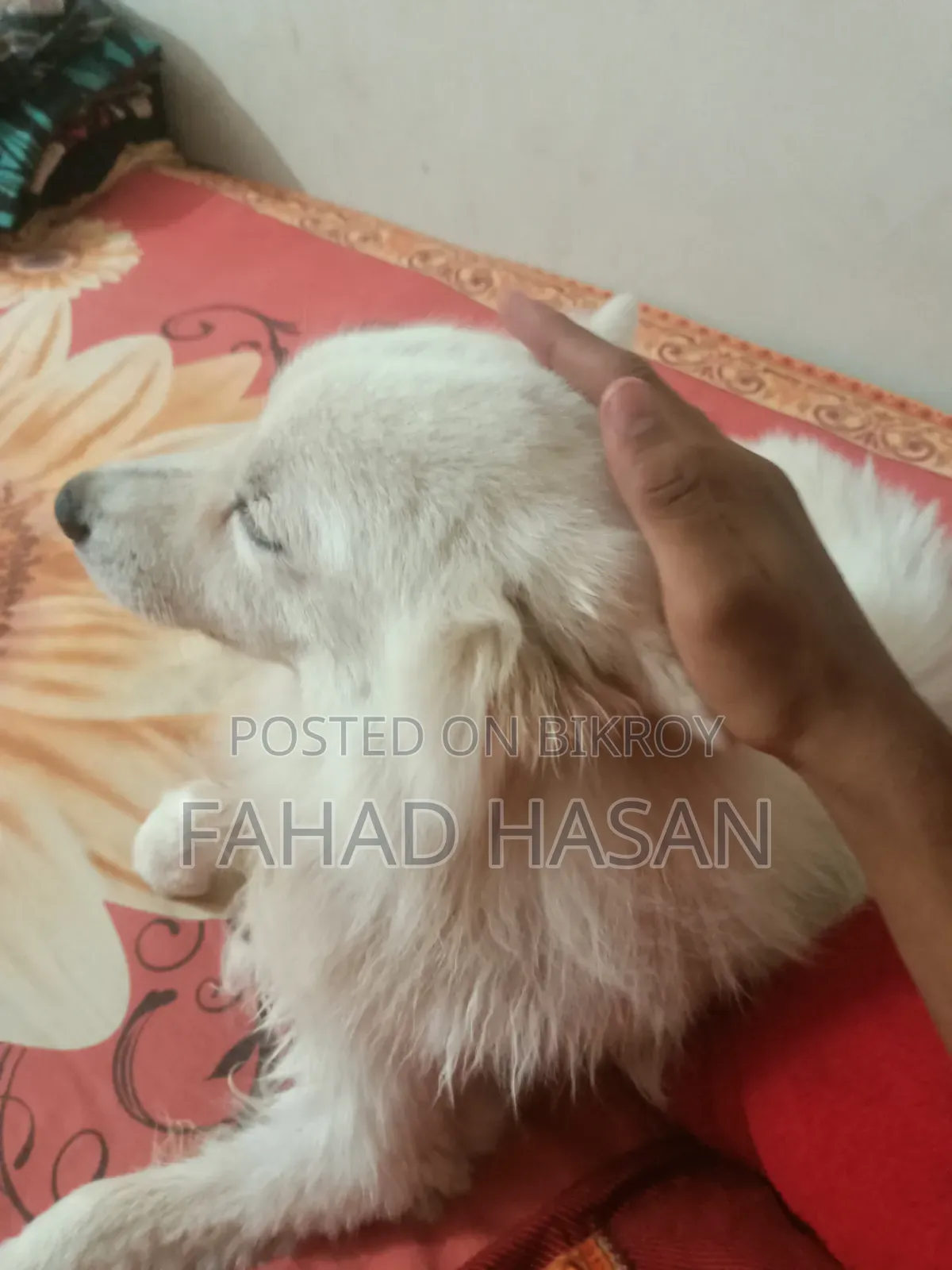 6-12 months Male Purebred Japanese Spitz