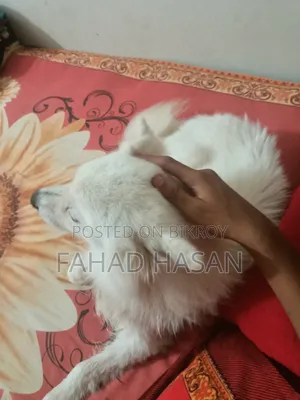 6-12 months Male Purebred Japanese Spitz