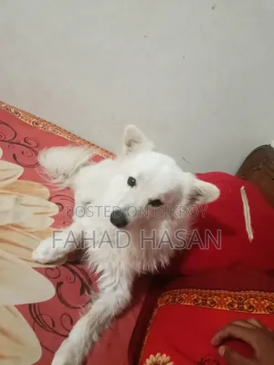 6-12 months Male Purebred Japanese Spitz